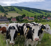 Kühe